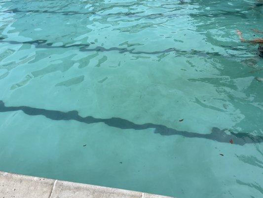 Brownish murky pool water. Lots of debris and floating junk