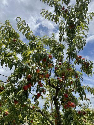 Mcclure's Produce and Fruit Farm