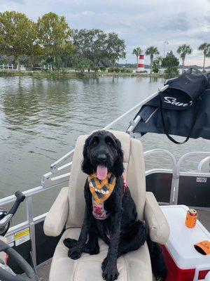 The pup wanting to drive