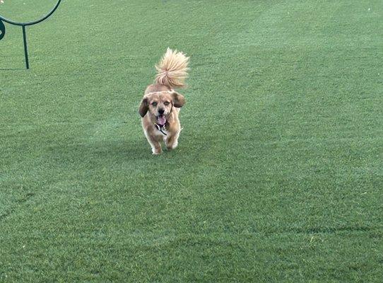 Blu enjoying the park