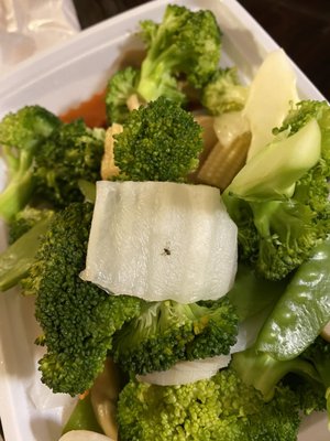 Bug on steamed mixed vegetables