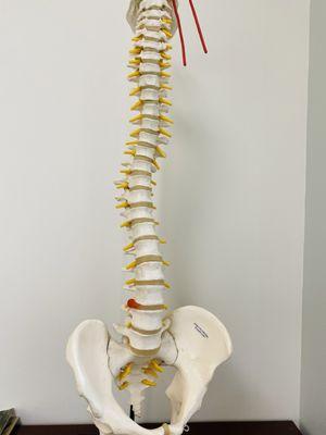 Spine