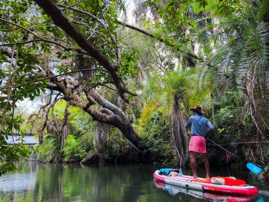 Paddling through paradise on the Estero River in Southwest Florida. Book a tour with our clear kayaks or paddle boards.