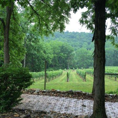 Old Dutch Vineyard at Maple Springs features Old World and Dijon Clone Chardonnay.