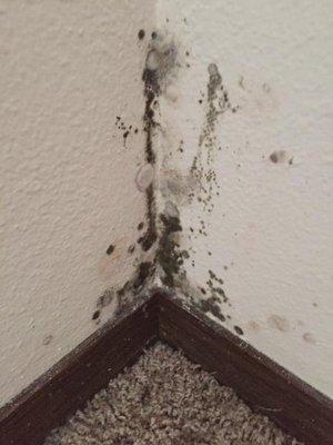 Mold on wall.