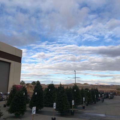 Christmas Trees at Star Nursery Mesquite