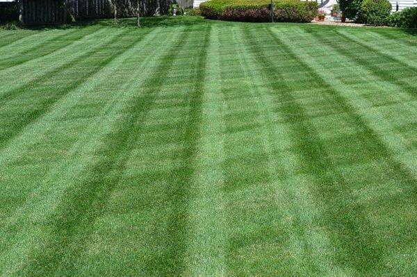 The perfect lawn