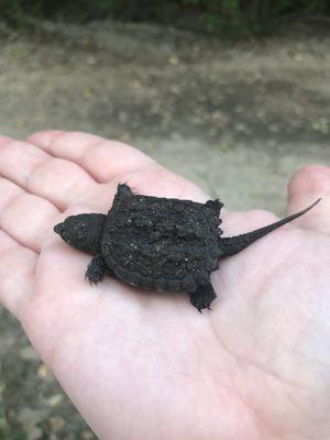 Baby Alligator Snapping Turtle we rescued and handed over to a reptile handler who works with MO conservation