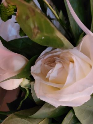 Dried old leave and rose