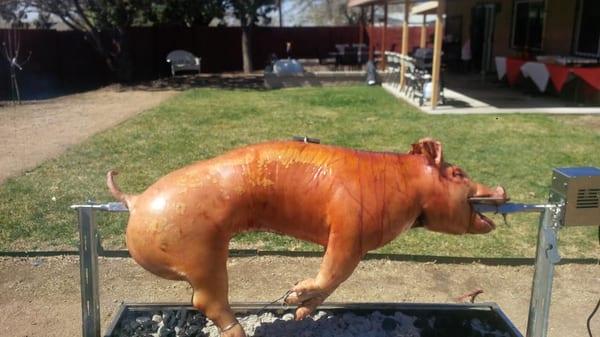 Look at this tasty swine!