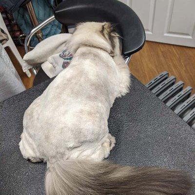 Lion cut with full tail