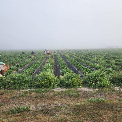 Country Market Produce