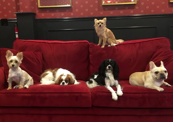 Lilly, Charlie, Chester, Bella, and Goldie on the top, all relaxing after a morning of nonstop play!