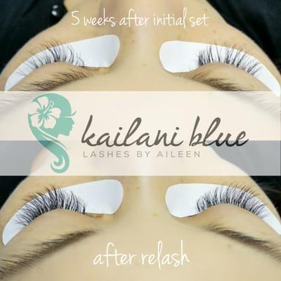 Volume lashes. 5 week touchup.