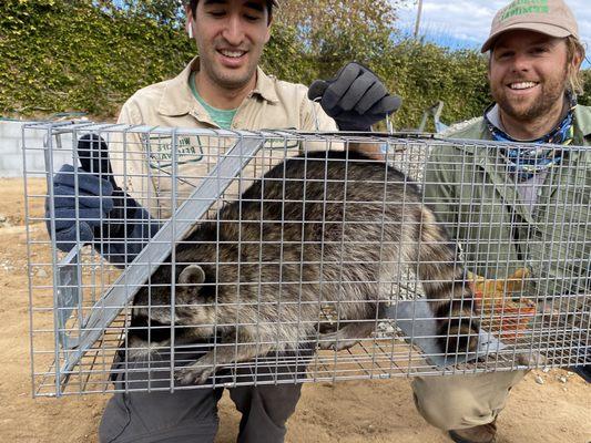 Fresno Raccoon Removal