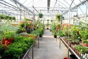 Herbs, Organic Vegetables, Annuals, Perennials, all Grown on the premises.