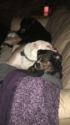 Loving on each other :)Enzo and Chucky