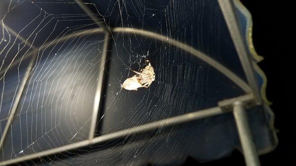 Orb Weaver Spider Drinking the Insides of a Stink Bug.