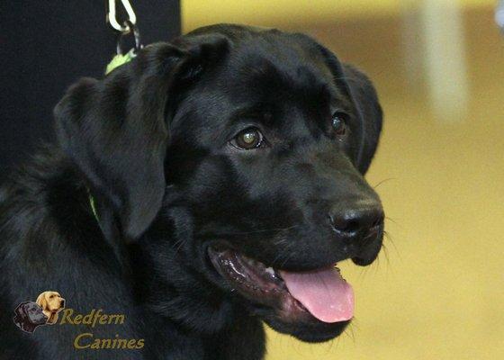 One of many happy Redfern pups!