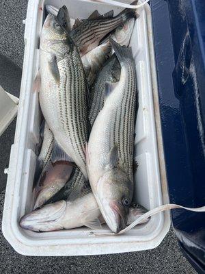 Lake Texoma Stripers