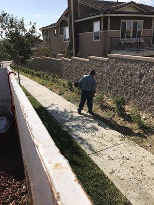 Before pictures weed cleanup with red mulch