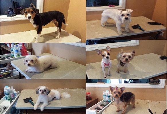 Some of our Grooming doggies!