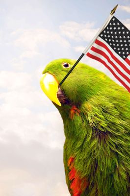 Jake Male Eclectus