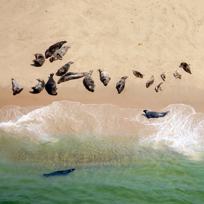 Seals basking in the sun near Chatham; a lovely lazy day at the beach!