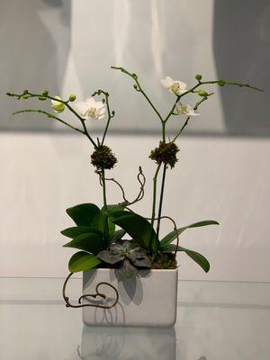 Double White Orchid in Ceramic