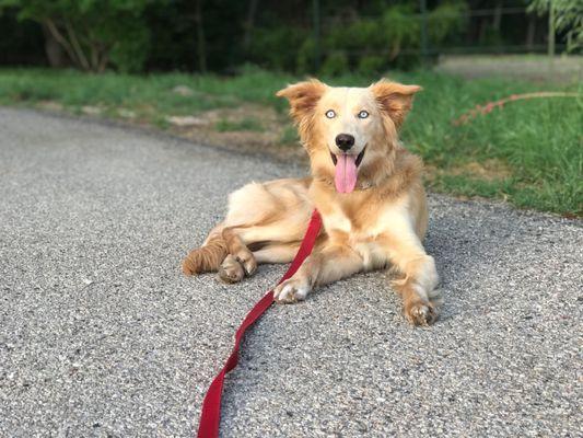 Zyla at Tame Dog Training