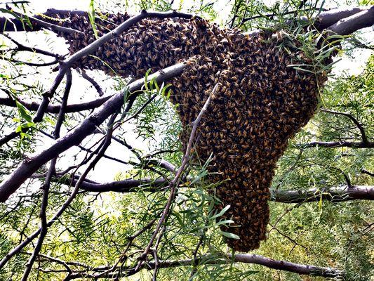 Live Bee Removal of Swarm!