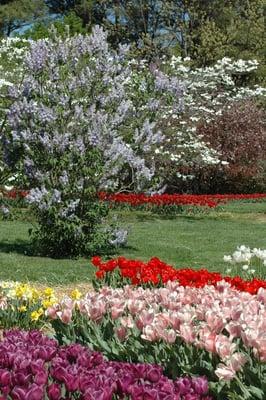 Organic Tulip Festival 2010