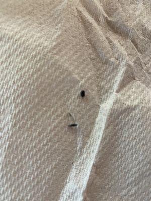 Dead bugs found in bed