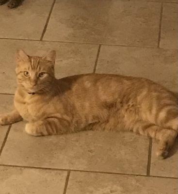 Cheddar Boi lost cat