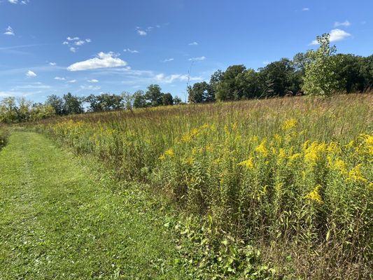 Trails offer a little shade through a maze of wildflowers