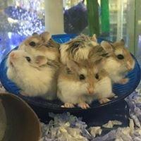 This season's roborovski hamster litter is very active and playful!