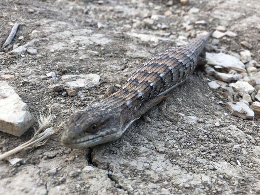 Huge lizard getting the last of the day's warmth as sunset approaches.