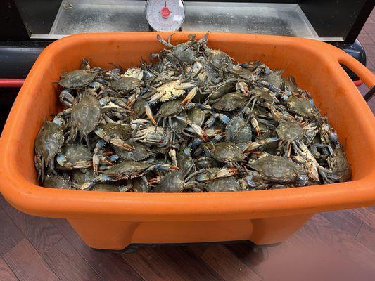 Blue Crabs