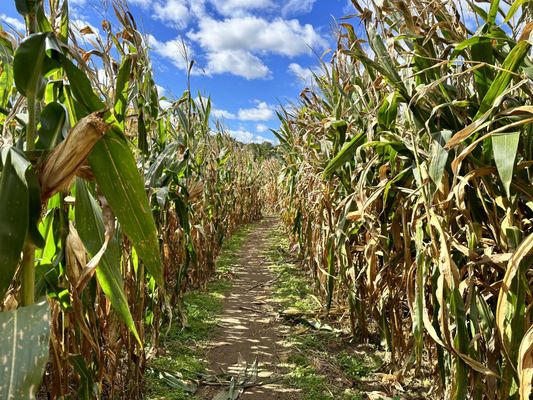 Corn maze