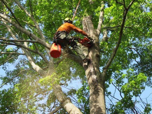 Tree service Free estimate call 5715751749