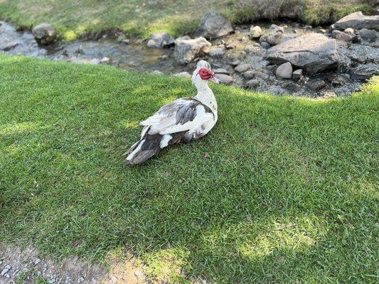 Duck that popped his Mohawk up for me!