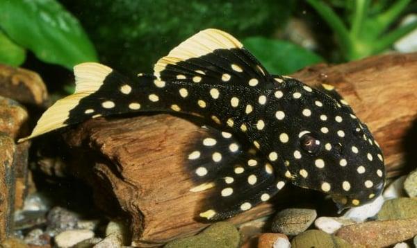 Gold Nugget Pleco