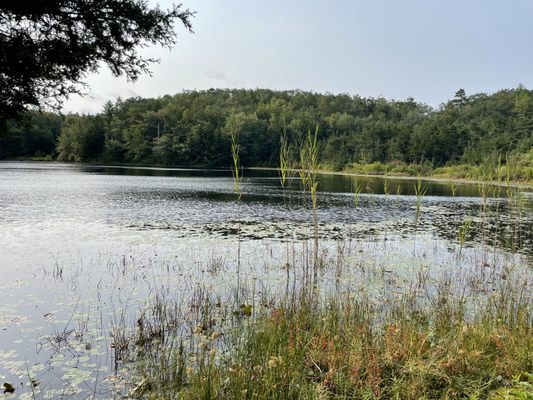 Long Pond Nature Area