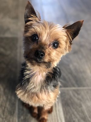 My handsome little guy looks so cute with his fur cut