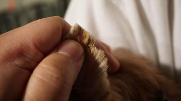 My morkie's ear after being serviced at the salon.