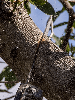 Serving all of the St. George Basin with their tree care needs.