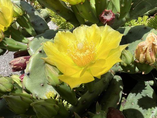 Prickly pear cactus at the Arboretum entrance