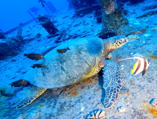 Huge Turtle on one of the wreck dives we had.