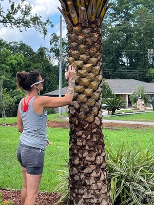 Big Daddy’s Palm Trees