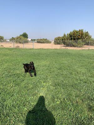 Lots of green grass